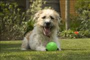 Bailey 2